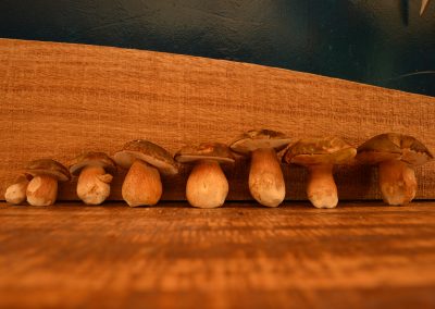 foto-funghi
